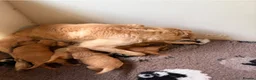 Mixed Breed dogs for sale: Magnificent blonde wolf dog puppies golden sarloos - Advert 18