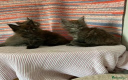 Maine Coon cats for sale: Stunning Maine Coon kittens  - Image 9