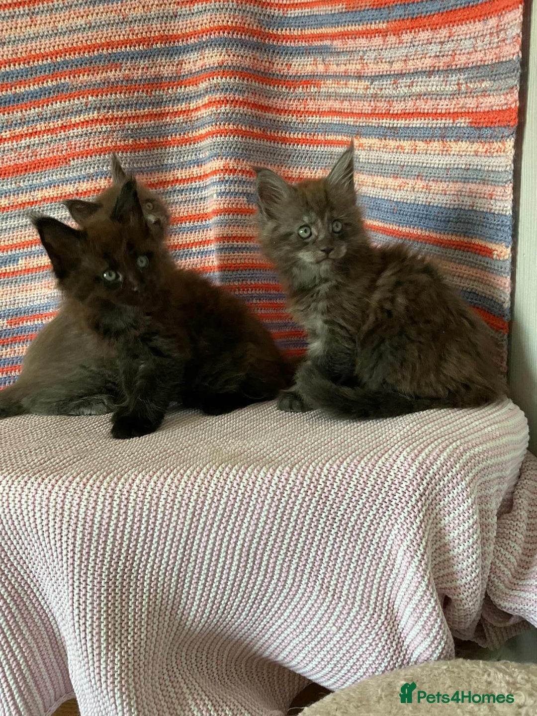 Maine Coon cats for sale: Stunning Maine Coon kittens  - Image 9