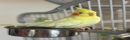 Cockatiels birds for sale: Cockatiels  - Advert 4