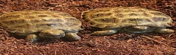 Tortoise reptiles for sale: Horsfield tortoises  - Advert 3