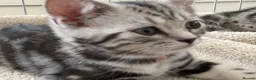 British Shorthair cats for sale: Outstanding GCCF Champion BSH Silver Tabby Kittens - Advert 37
