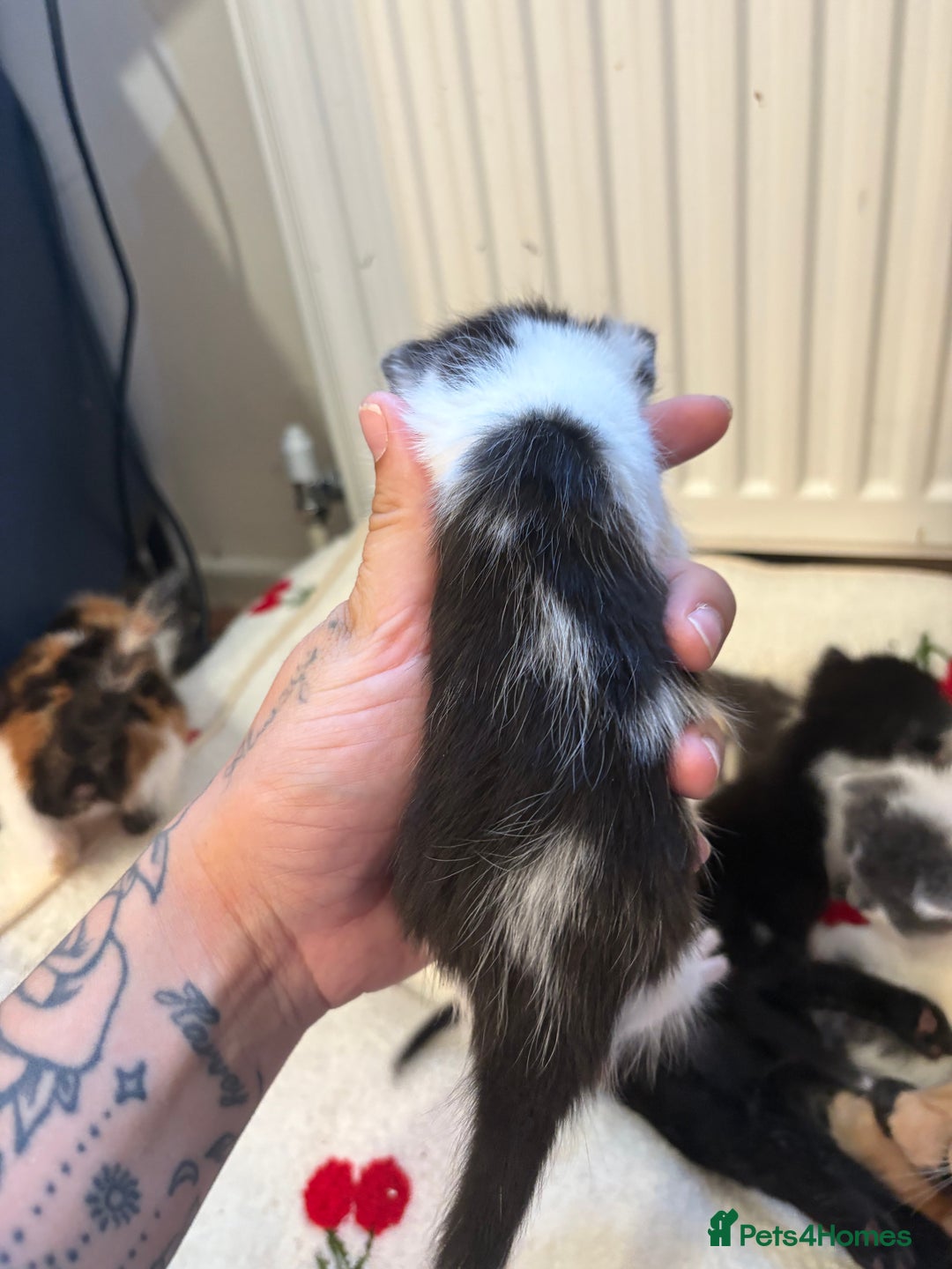 American Shorthair cats for sale: 5 beautiful kittens available  - Image 10