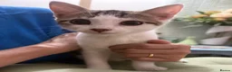 Mixed Breed cats for sale: Mixed breed Kittens - Advert 6