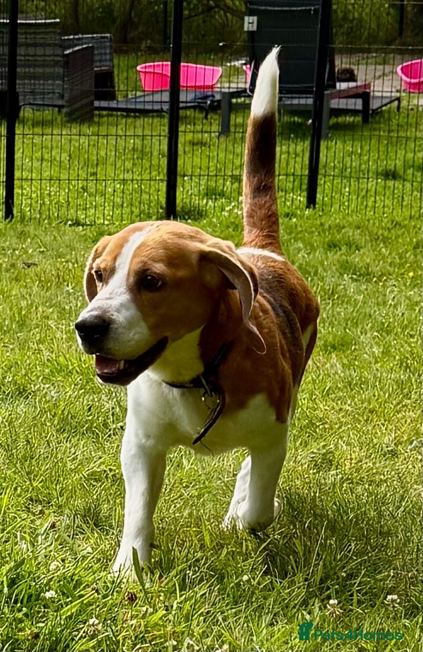 Beagle dogs Garik – Male Beagle (Young Rescue) - Advert 2