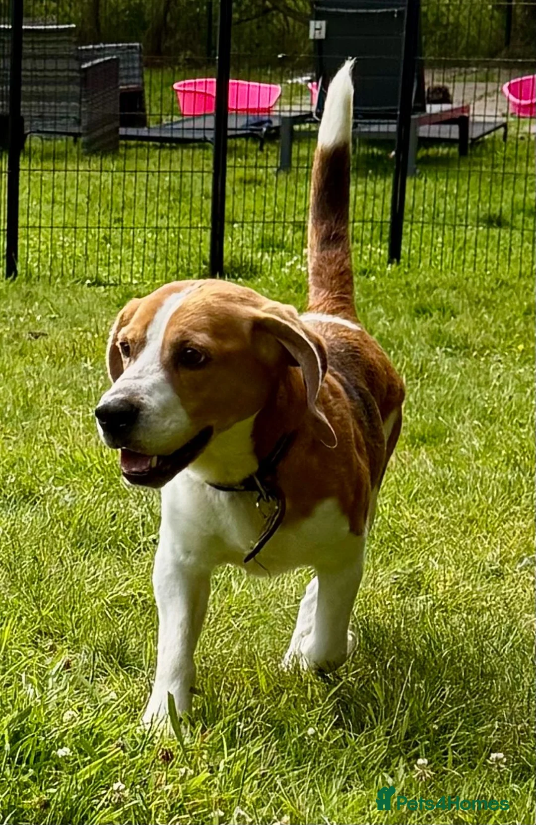 Beagle dogs for adoption: Garik – Male Beagle (Young Rescue) - Advert 2