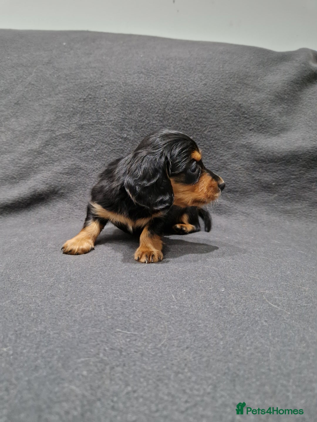 Miniature Dachshund dogs for sale: Quality KC Registered Mini Long-Haired Dachshunds  - Advert 19