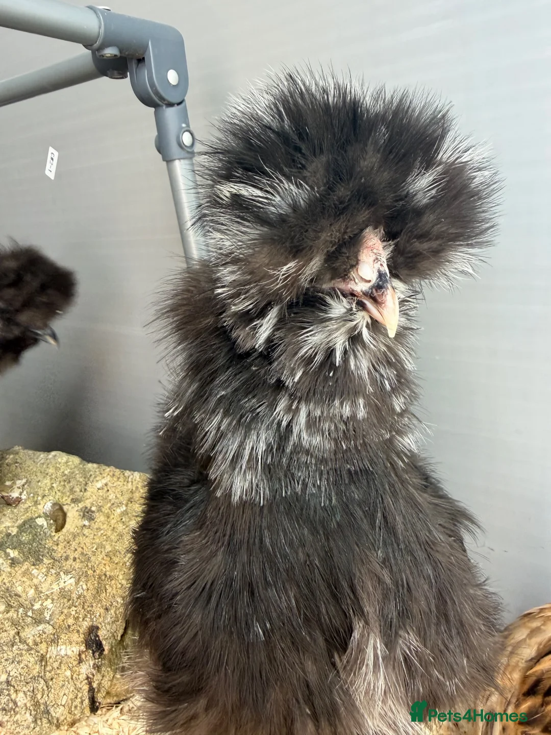 Chickens poultry for sale: Silkie hens and polish frizzle bantam rooster.   in Camborne - Advert 2