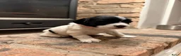English Springer Spaniel dogs for sale: 3 female Springer spaniel puppies  - Advert 22