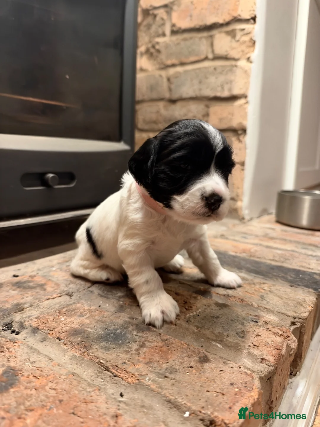 English Springer Spaniel dogs for sale: 3 female Springer spaniel puppies  - Advert 22