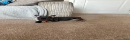 French Bulldog dogs for sale: French bulldogs  - Advert 12