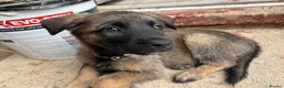 Mixed Breed dogs for sale: Malanois X - Advert 3