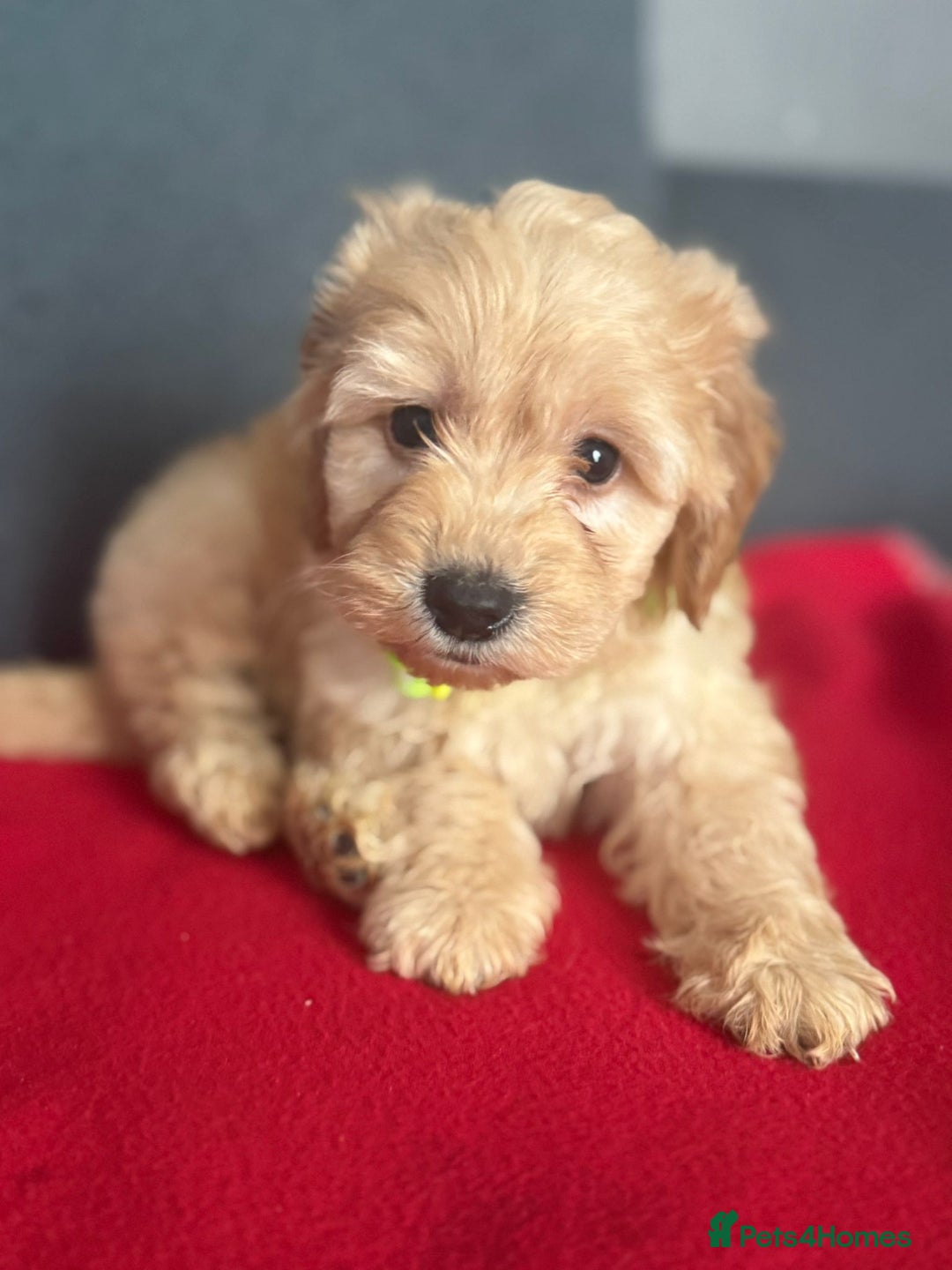 Cockapoo dogs for sale: Gorgeous Cockerpoo puppies - Image 7