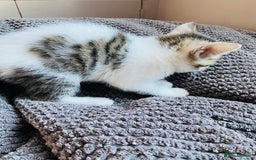 Mixed Breed cats for sale: 2 REMAINING Gorgeous Bengal x kittens all female  - Image 4