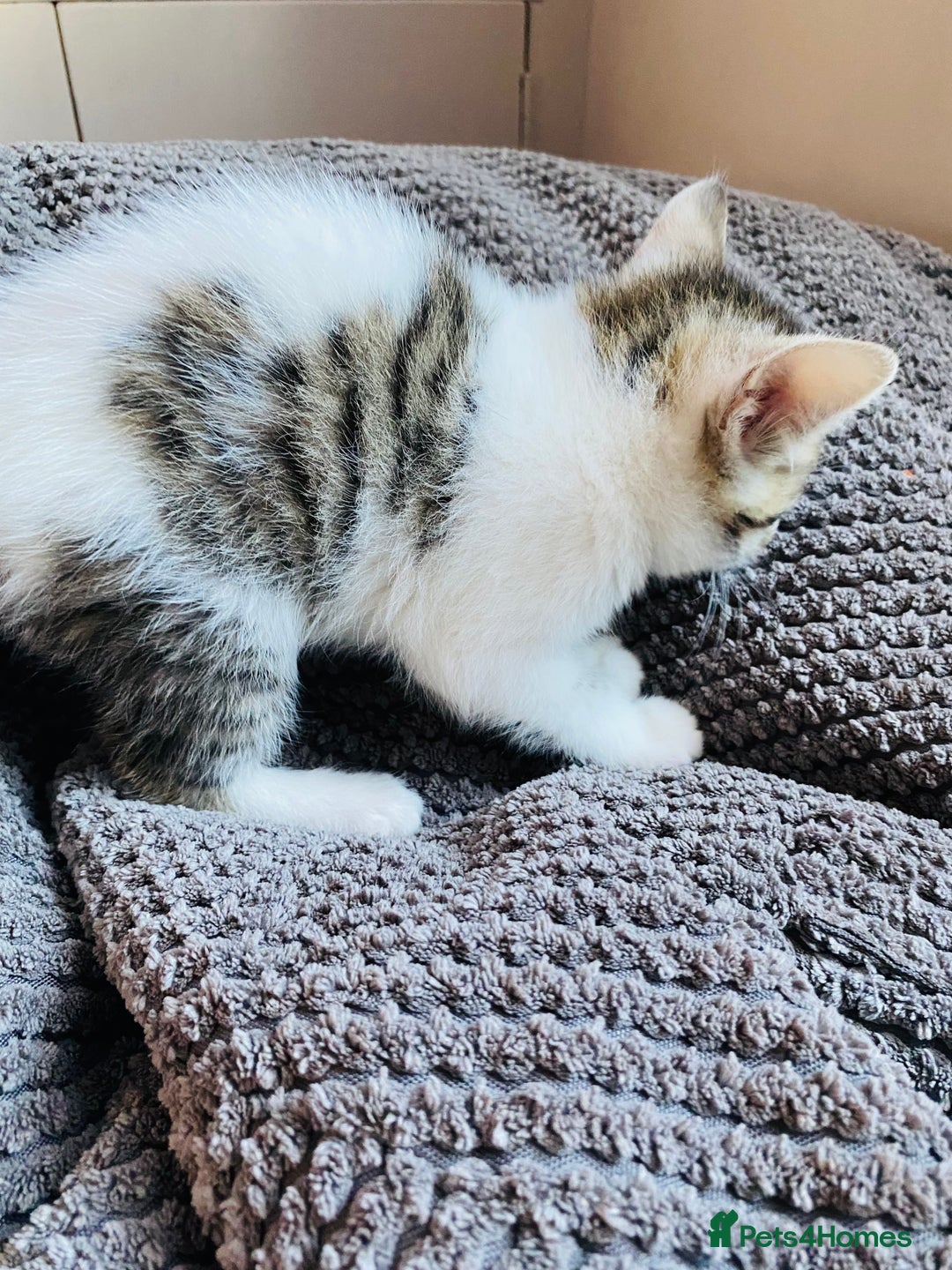 Mixed Breed cats for sale: 2 REMAINING Gorgeous Bengal x kittens all female  - Image 4