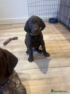 German Shorthaired Pointer dogs Beautiful KC GSP Puppies - Advert 2