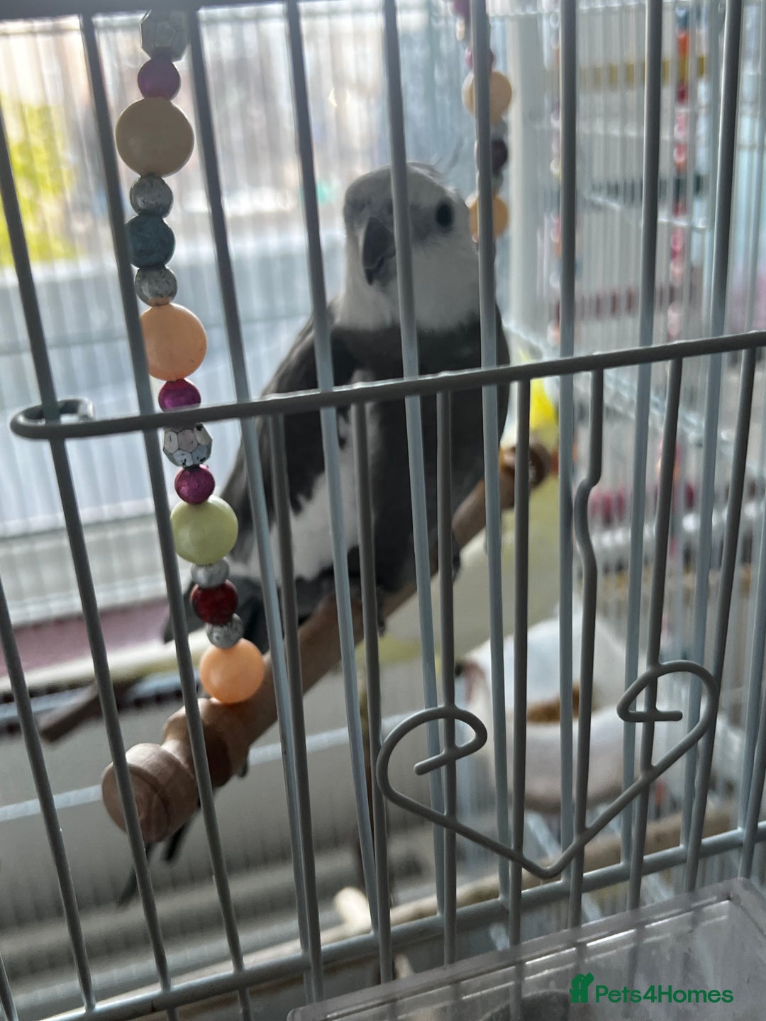 Cockatiels birds for sale: Cockatiel White Face Grey Male - Advert 2