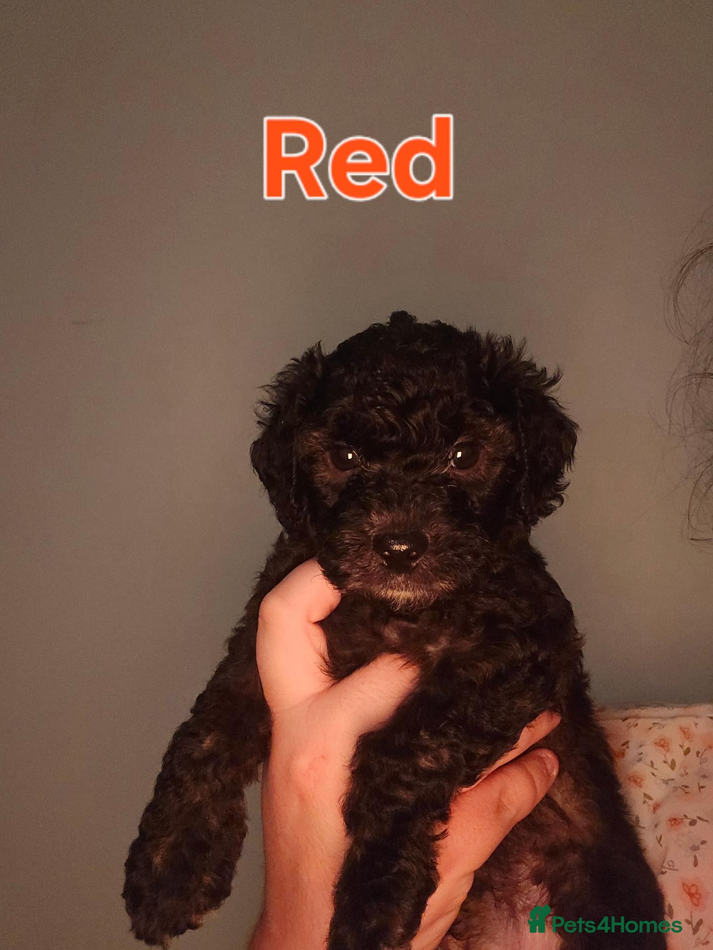 Shihpoo dogs 🐶 Gorgeous F1B Shihpoo Puppies - Family Raised 💕 - Advert 2