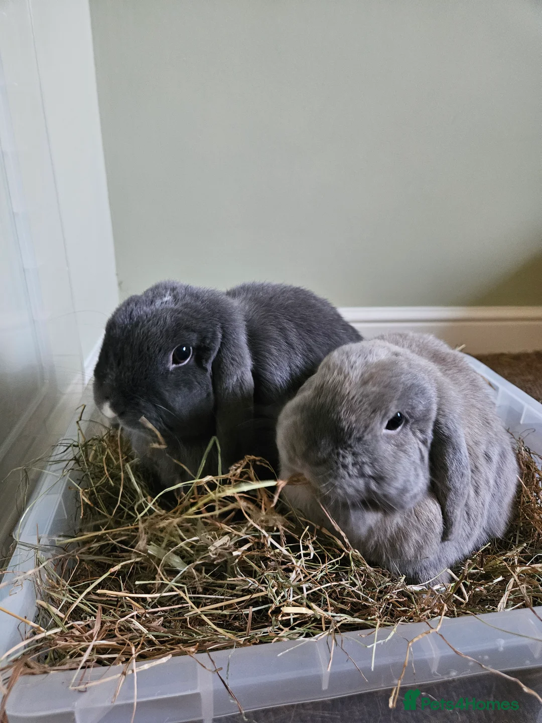 Mini Lop rabbits for sale: Bear, 3.5 year old male rabbit - rehoming  - Advert 4