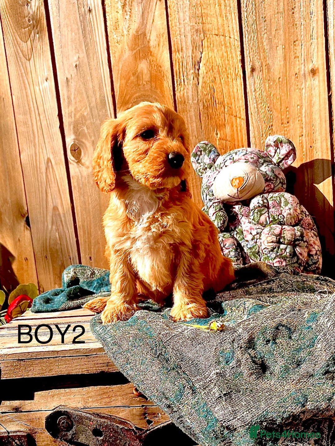 Cockapoo dogs for sale: Quality F1 Cockapoo Puppies  - Image 14