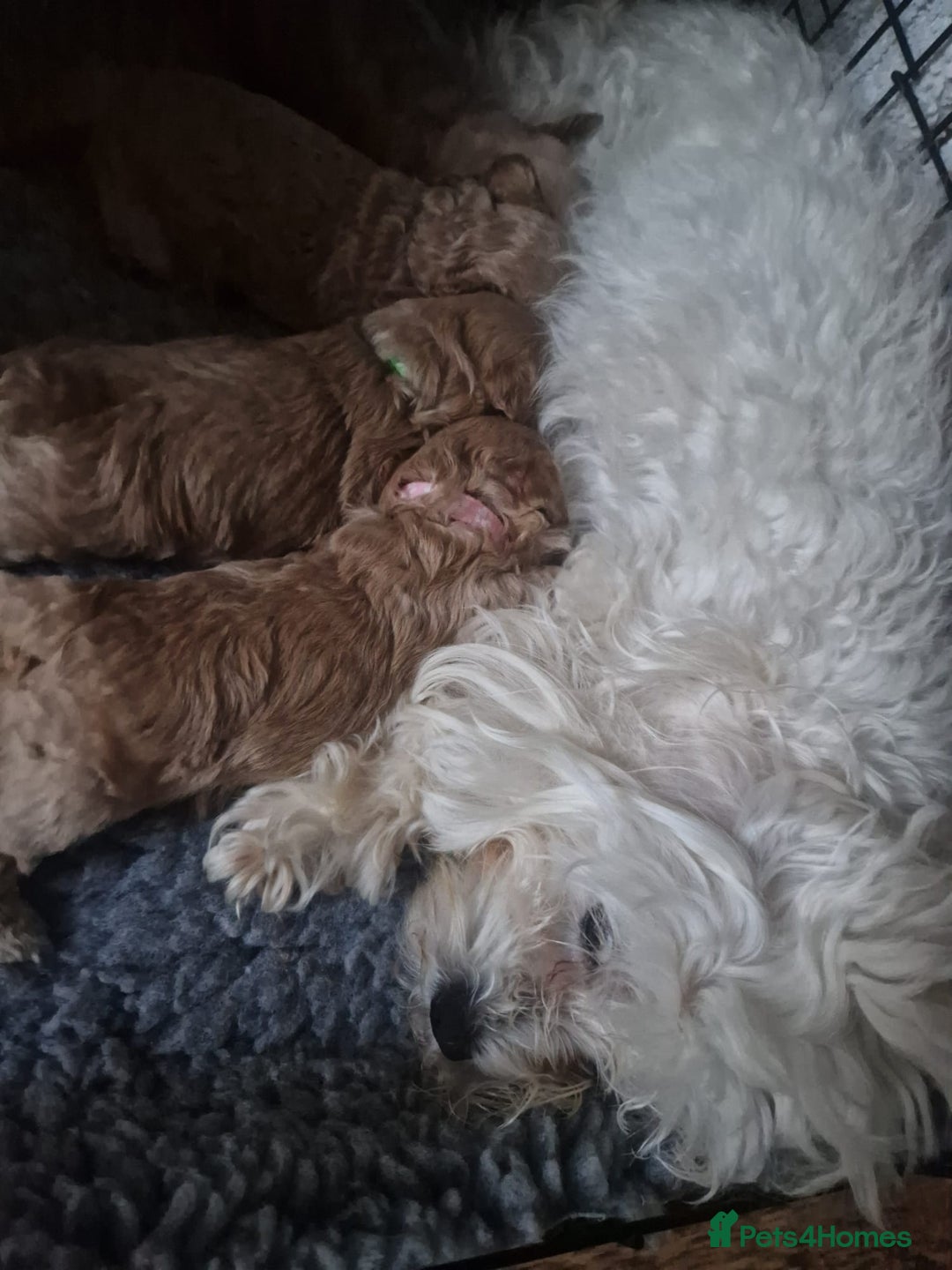 Poochon dogs for sale: Health tested parents  - Advert 1