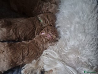 Poochon dogs Health tested parents - Advert 3