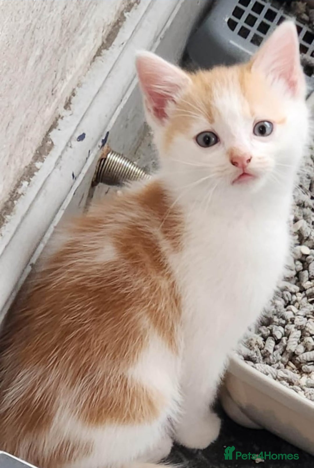 Mixed Breed cats for sale: 3 kittens ready to go now  - Image 1