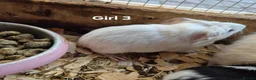 Guinea Pig rodents for sale: Mixed litter of Guinea pigs - Advert 6