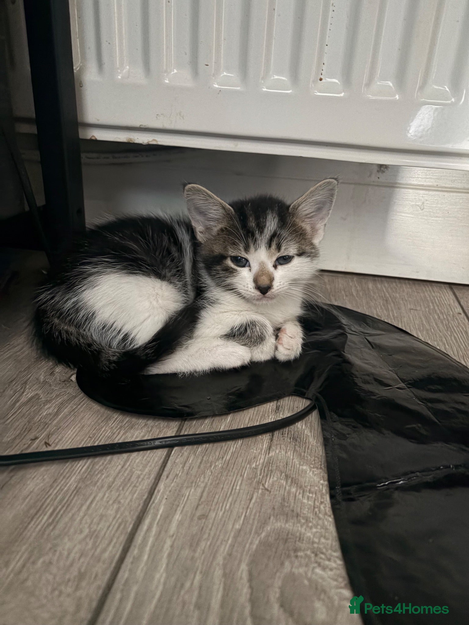 Mixed Breed cats Three Playful Kittens Looking for Loving Homes - Advert 2