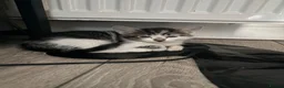Mixed Breed cats for sale: Three Playful Kittens Looking for Loving Homes - Advert 2