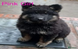 German Shepherd dogs for sale: Available Now! Last 2 German Shepherds Puppies - Image 2