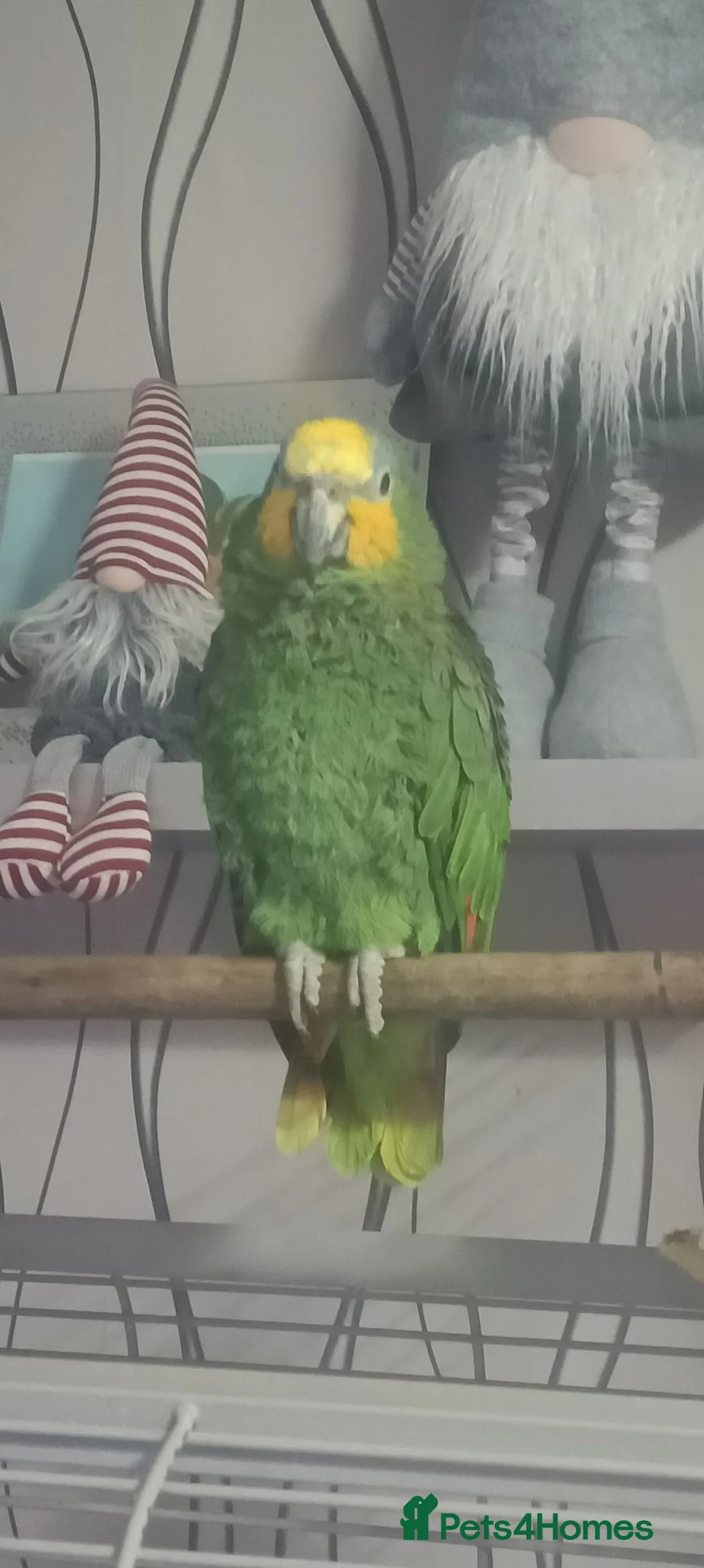 Parrots birds for sale: Orange winged Amazon - Advert 1