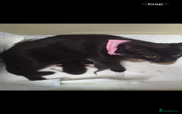 Mixed Breed cats for sale: Little kittens for sale - Image 4