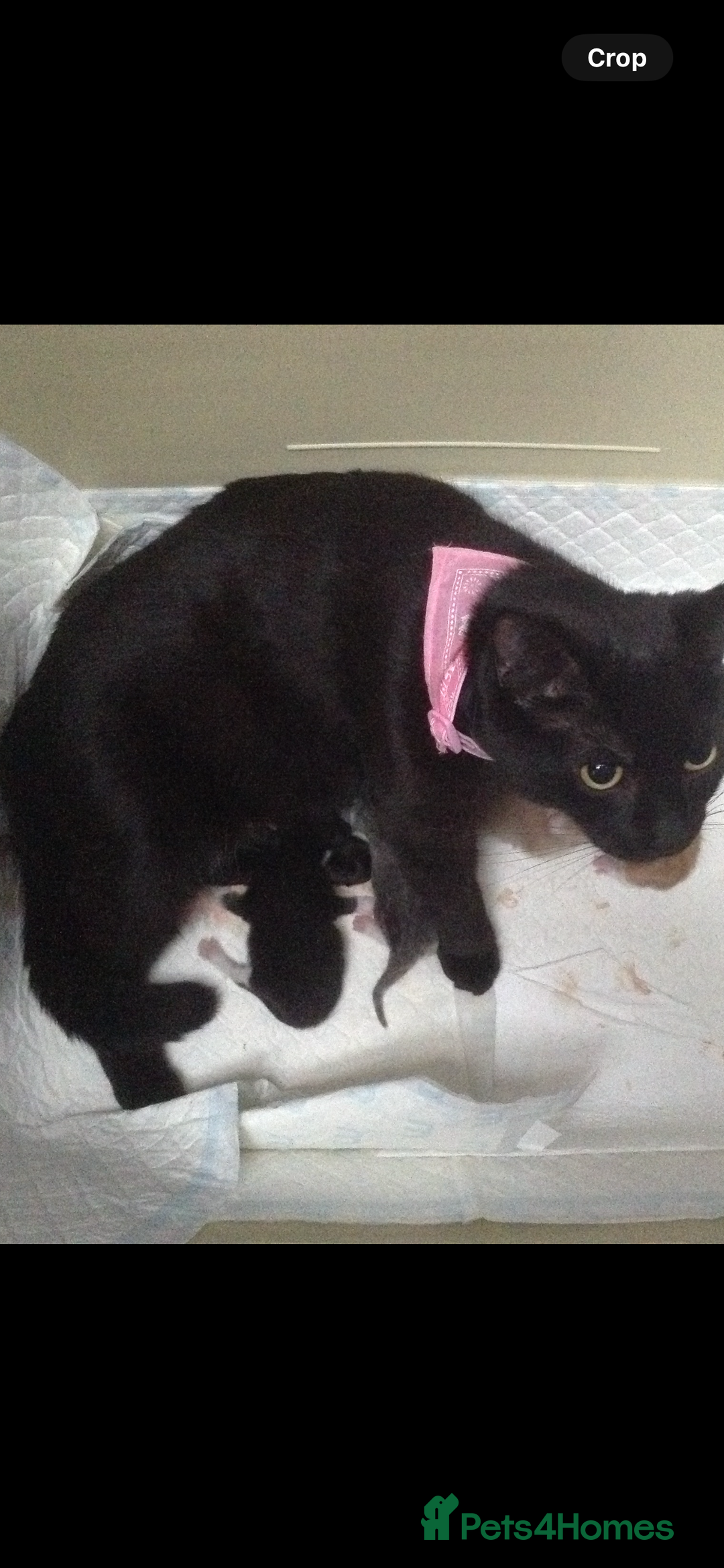 Mixed Breed cats for sale: Little kittens for sale - Image 4