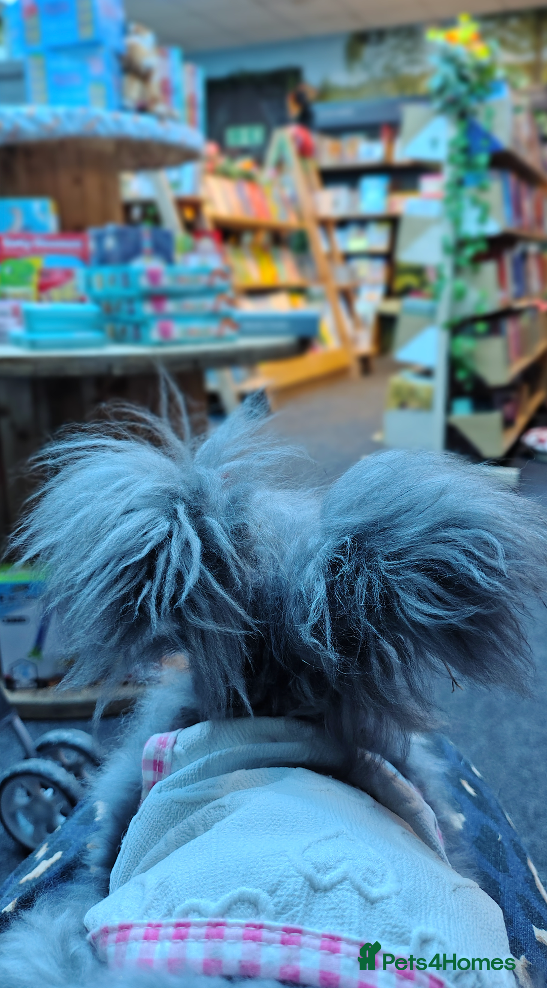 Angora rabbits for sale: ✻ Stunning Pure Bred Angora Rabbits ✻ - Advert 8