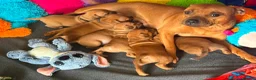 Staffordshire Bull Terrier dogs for sale: KC S.B.T 1 FEMALE LEFT READY TO LEAVE  ❤️❤️🏆🩸 - Advert 24
