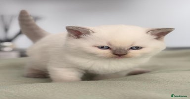 British Shorthair cats - Advert 14