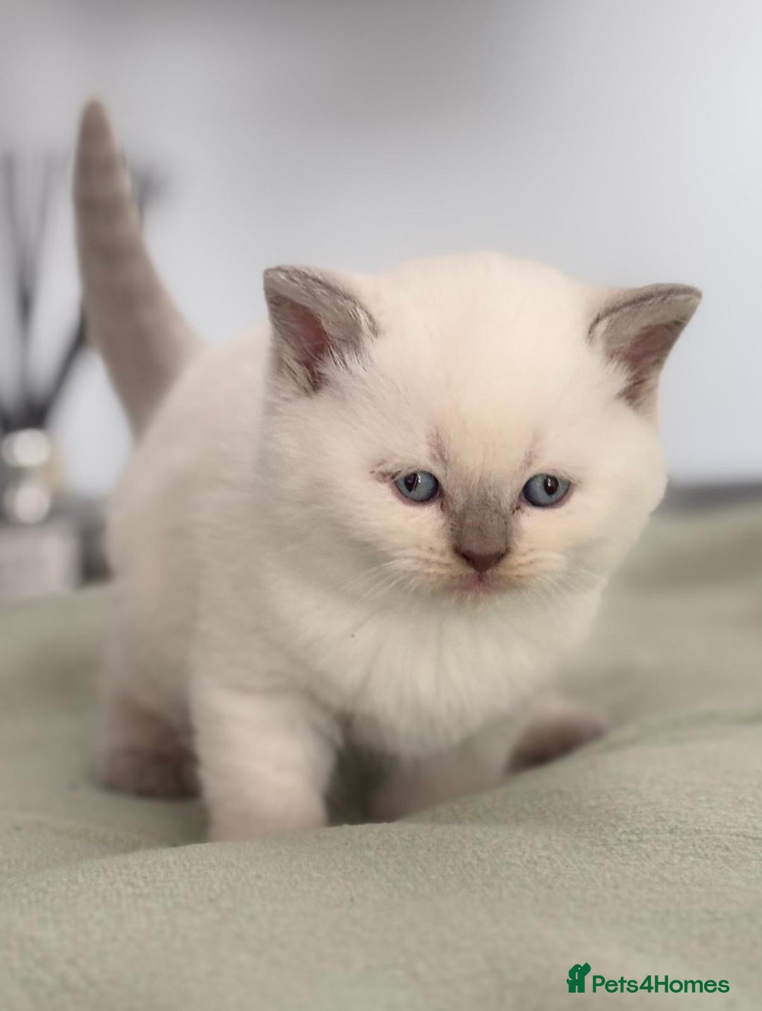 British Shorthair cats for sale: 2 LITTERS GCCF HEALTH TESTED BSH KITTENS - Image 2