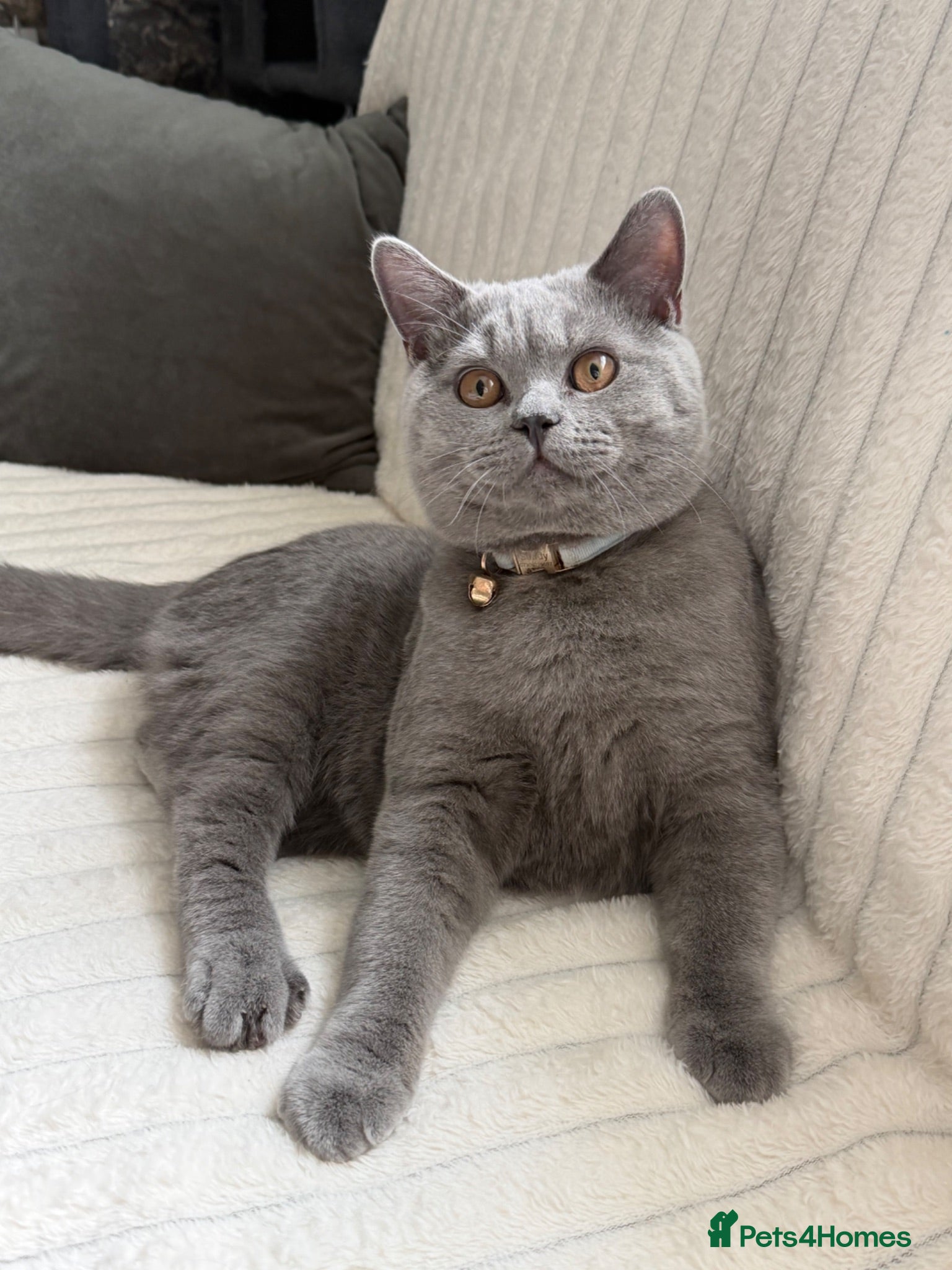 British Shorthair cats Gorgeous British shorthairs  - Advert 5