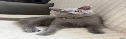 British Shorthair cats for sale: Gorgeous British shorthairs  - Advert 1
