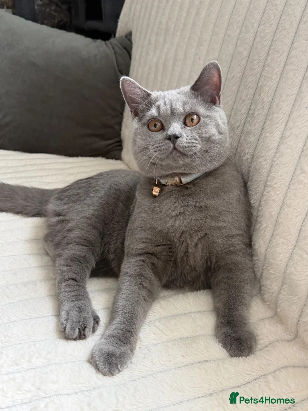 British Shorthair cats for sale: Gorgeous British shorthairs  - Advert 1