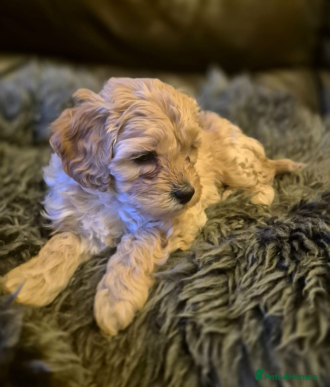 Mixed Breed dogs for sale: Mixed Breed PUppies - Advert 6