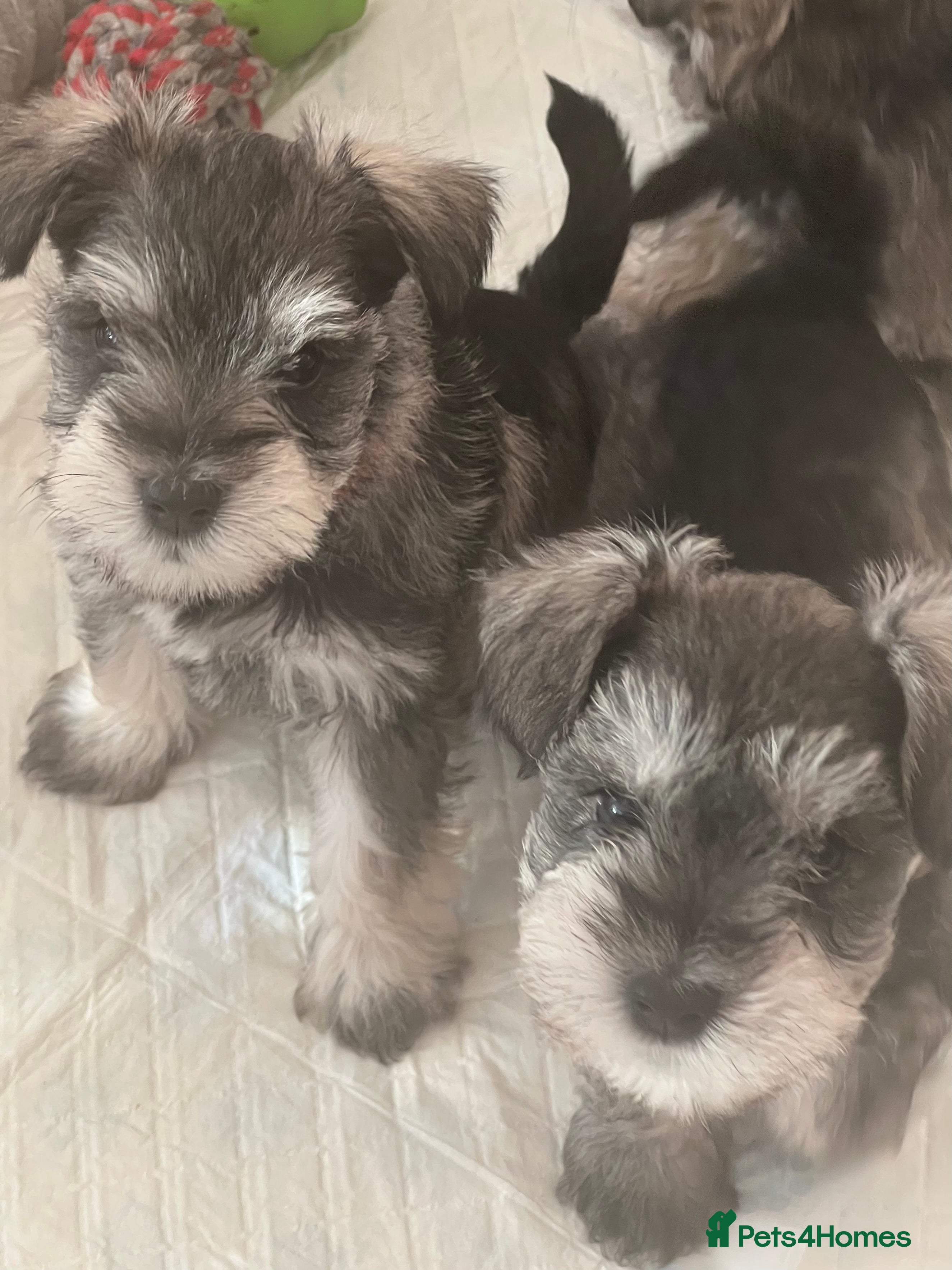 Miniature Schnauzer dogs 🤎🖤🩶Stunning Miniature Schnauzer Pups🩶🖤🤎 - Advert 5