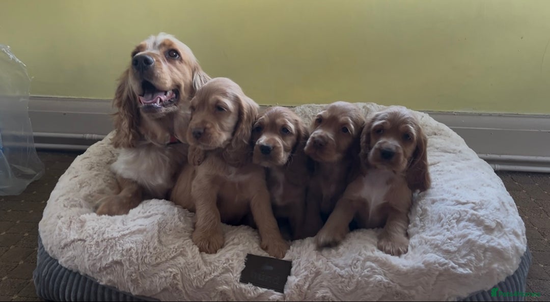 Cocker Spaniel dogs for sale: 🌟Gorgeous 100% show type cocker spaniel puppies🌟 - Image 18