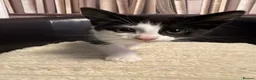 Domestic Shorthair cats for sale: Friendly Kittens Looking for Their Forever Homes  - Advert 6