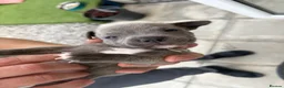Staffordshire Bull Terrier dogs for sale: LAST ONE ** BLUE STAFFORDSHIRE BULL TERRIERS  - Advert 17