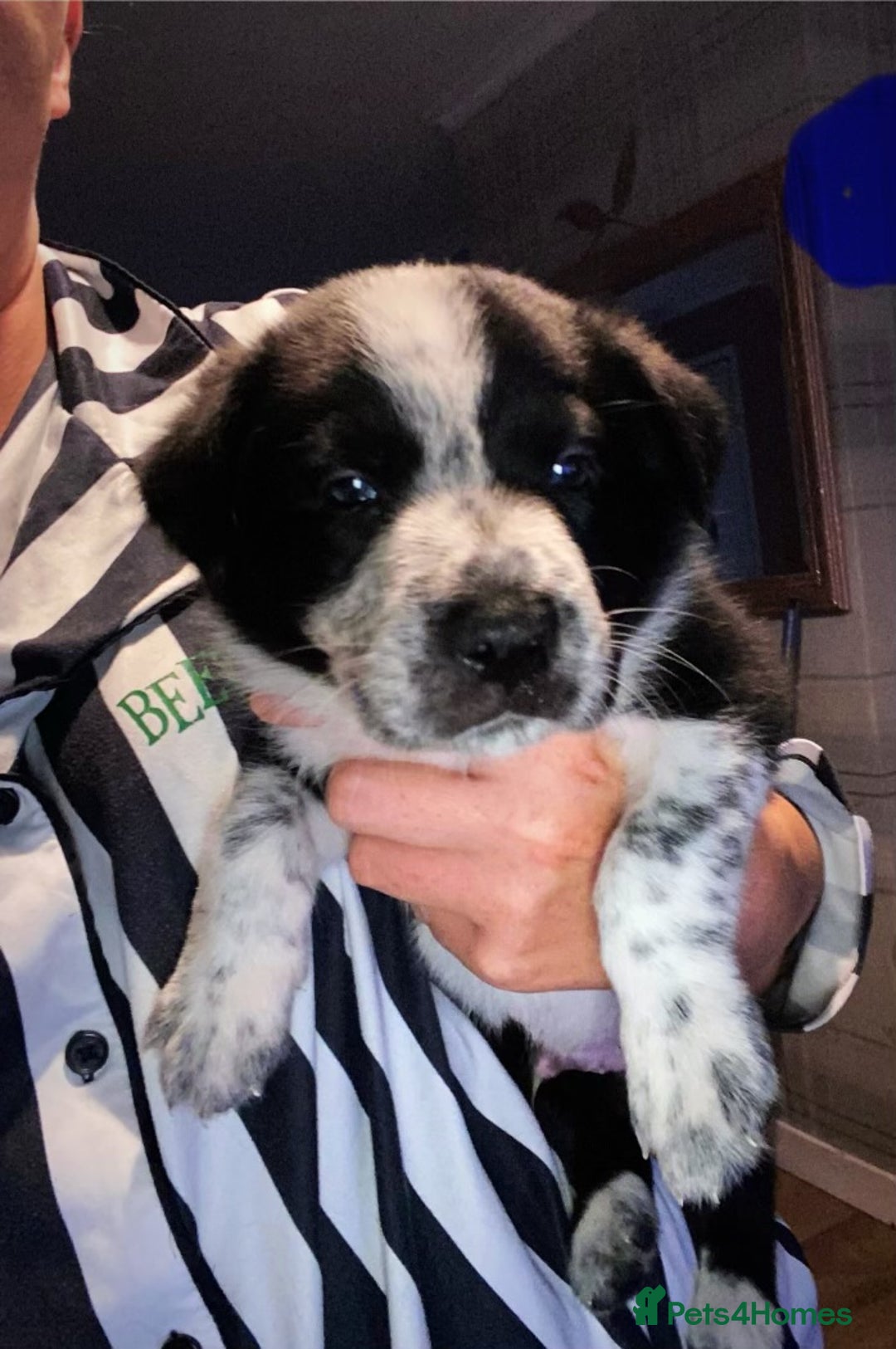 Border Collie dogs for sale: 7 border collie pups - Image 10