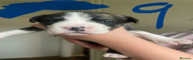Mixed Breed Puppy 9