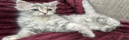 Siberian cats for sale: Blue/cream Silver Tortie Siberian Kitten - Advert 3