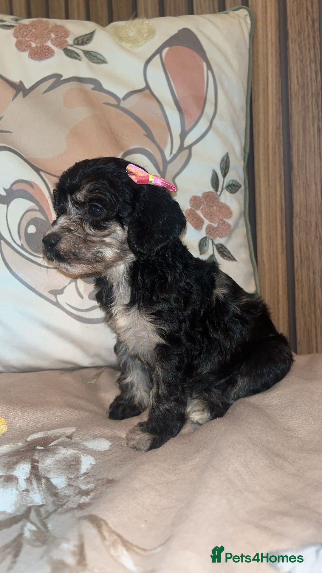 Cockapoo dogs for sale: Miniature toy poodle cockapoos available soon ❤️ - Image 9